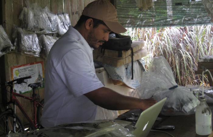 Fig. 6. Ingreso de Datos sobre crianza de oruga de Lepidópteros en Galerón de crianza Brasilia, Parataxónomo Minor  Carmona.