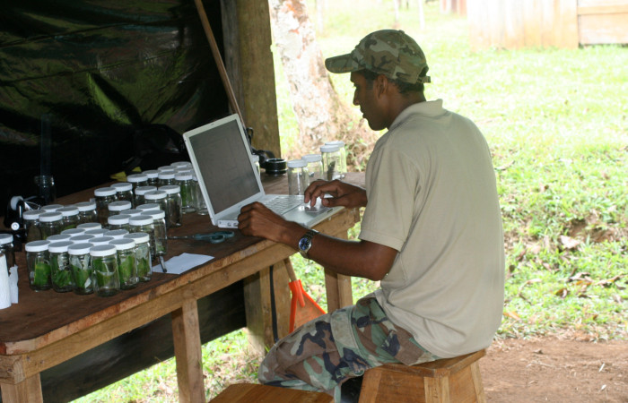 Fig. 7. ingreso de Datos sobre crianza de orugas pequeñas de Lepidópteros en Galerón de crianza Botarrama, Parataxónomo Keyner Aragón.