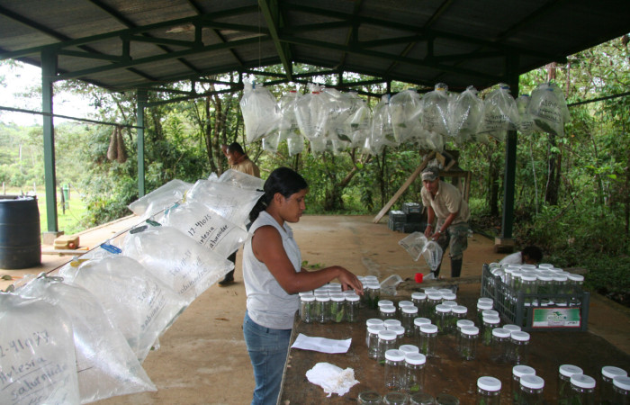 Fig. 8. Recopilación  de Datos sobre crianza de orugas, la información adquirida es muy importante para conocer la Biología de la misma, o parasitos que acatan dichas purgas. Estación Caribe. Parataxonoma Ana Cordoba