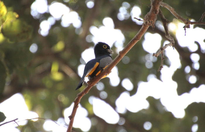 Fig. 1 Gartered Trogon (Trogón Cabecimorado) <i>Trogon caligatus</i> (Trogonidae). Estación Bilológica Los Almendros; Sector El Hacha ACG. 06 de mayo 2024, Fotografía. Roster Moraga