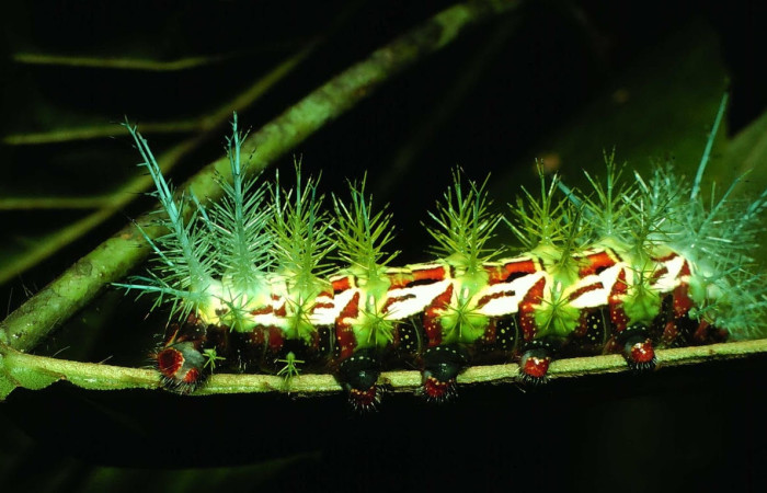 Fig.10 Larva <i>Automeris parapichinchensis</i>, (Saturniidae), se alimenta  <i>Dioclea malacocarpa</i>, (Fabaceae), mostrando la parte lateral central. Voucher: 01-SRNP-2348-DHJ60790.jpg.