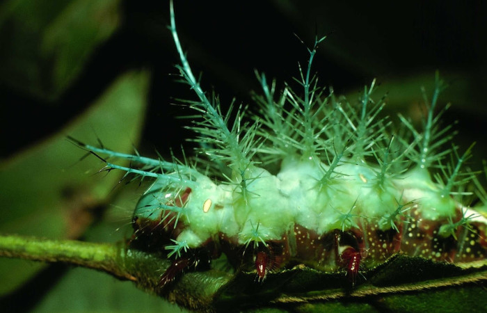 Fig.12 Larva <i>Automeris parapichinchensis</i>, (Saturniidae), se alimenta  <i>Dioclea malacocarpa</i>, (Fabaceae), mostrando la parte cabeza tórax. Voucher: 01-SRNP-2348-DHJ60793.jpg.