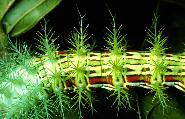 Fig.14 Larva <i>Automeris parapichinchensis</i>, (Saturniidae), se alimenta  <i>Dioclea malacocarpa</i>, (Fabaceae), mostrando la parte dorsal central. Voucher: 01-SRNP-2348-DHJ60795.jpg.