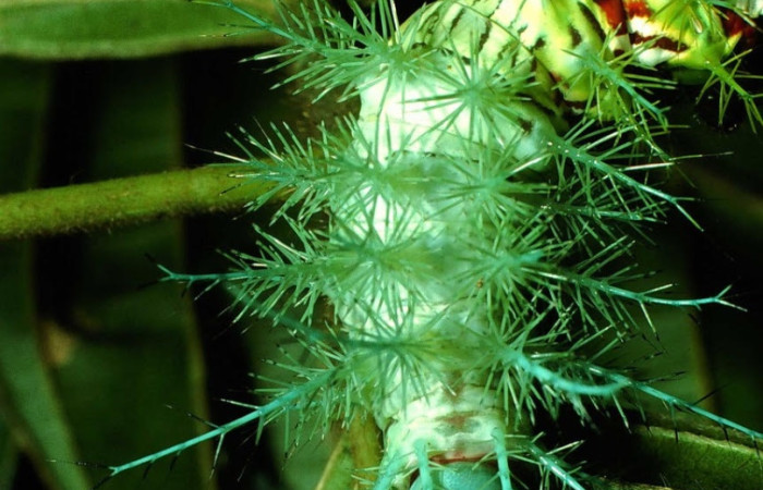 Fig.18 Larva <i>Automeris parapichinchensis</i>, (Saturniidae), se alimenta  <i>Dioclea malacocarpa</i>, (Fabaceae), mostrando la parte cabeza tórax. Voucher: 01-SRNP-2348-DHJ60803.jpg.