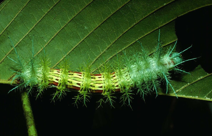 Fig.21 Larva <i>Automeris parapichinchensis</i>, (Saturniidae), se alimenta  <i>Dioclea malacocarpa</i>, (Fabaceae), mostrando la parte dorsal entero. Voucher: 01-SRNP-2348-DHJ60813.jpg.