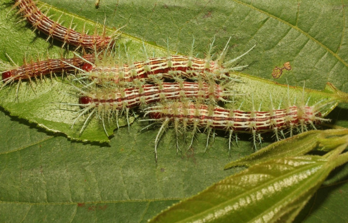 Fig.22 Larva <i>Automeris parapichinchensis</i>, (Saturniidae), se alimenta   <i>Trichospermum galeottii</i>, (Malvaceae), mostrando la parte dorsal entero. Voucher: 20-SRNP-65341-DHJ772685.jpg.