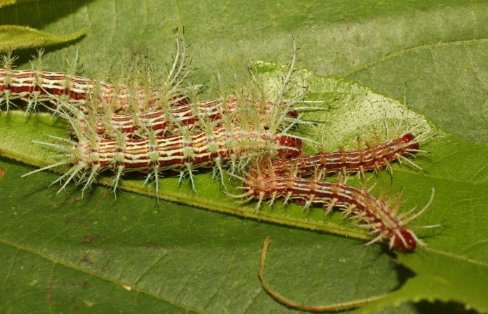 Fig.23 Larva <i>Automeris parapichinchensis</i>, (Saturniidae), se alimenta   <i>Trichospermum galeottii</i>, (Malvaceae), mostrando la parte dorsal entero. Voucher: 20-SRNP-65341-DHJ772688.jpg.