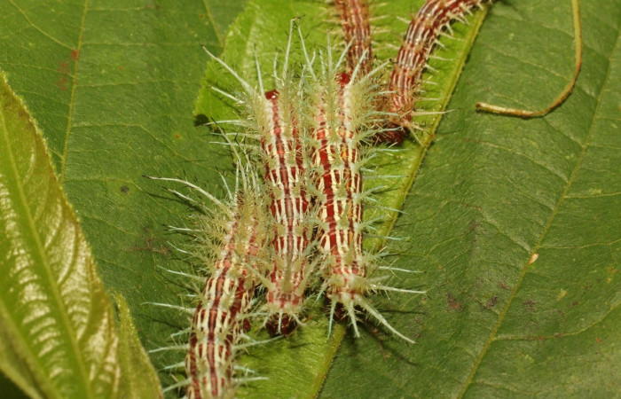 Fig.24 Larva <i>Automeris parapichinchensis</i>, (Saturniidae), se alimenta   <i>Trichospermum galeottii</i>, (Malvaceae), mostrando la parte dorsal trasera. Voucher: 20-SRNP-65341-DHJ772690.jpg.
