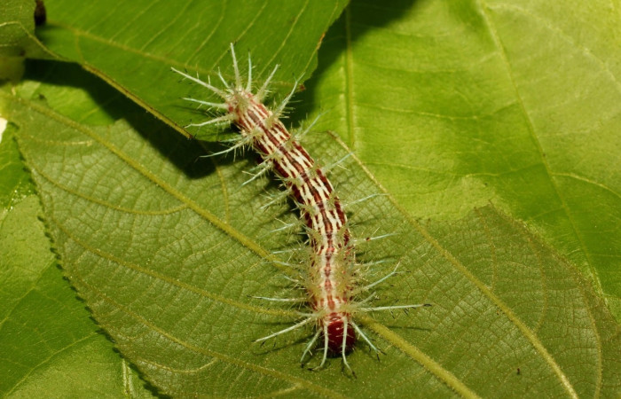 Fig.27 Larva <i>Automeris parapichinchensis</i>, (Saturniidae), se alimenta   <i>Trichospermum galeottii</i>, (Malvaceae), mostrando la parte dorsal entero. Voucher: 20-SRNP-65341-DHJ772695.jpg.
