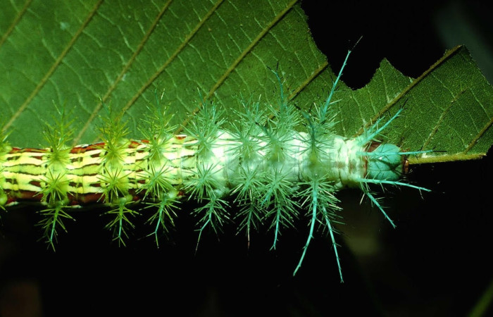 Fig.7 Larva <i>Automeris parapichinchensis</i>, (Saturniidae), se alimenta  <i>Dioclea malacocarpa</i>, (Fabaceae), mostrando la parte dorsal tórax. Voucher: 01-SRNP-2348-DHJ60786.jpg.