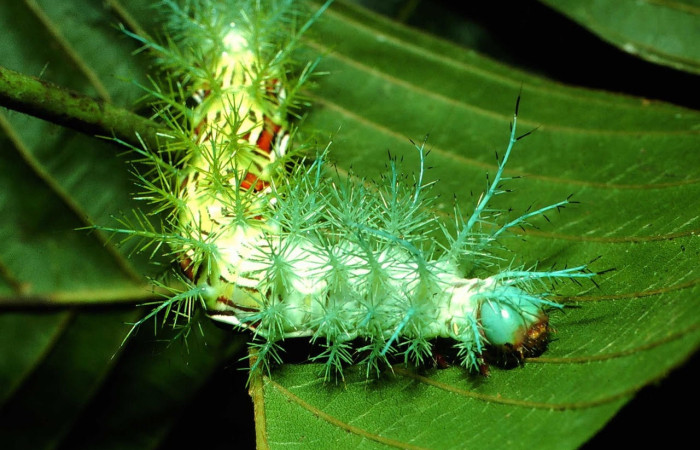 Fig.9 Larva <i>Automeris parapichinchensis</i>, (Saturniidae), se alimenta  <i>Dioclea malacocarpa</i>, (Fabaceae), mostrando la parte cabeza. Voucher: 01-SRNP-2348-DHJ60788.jpg.