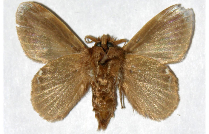 Figura 8. Adulto de <i>Euglyphis rundala</i> (Lasiocampidae), macho vista ventral, localidad Rio Blanco Abajo Sector San Cristóbal ACG (500m). Voucher: 02-SRNP-3121-DHJ319449.jpg.