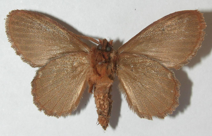 Figura 10. Adulto de <i>Euglyphis rundala</i> (Lasiocampidae), hembra vista ventral, localidad Estación Llanura Sector Rincón Rain Forest ACG (135m). Voucher: 11-SRNP-75545-DHJ553675.jpg.