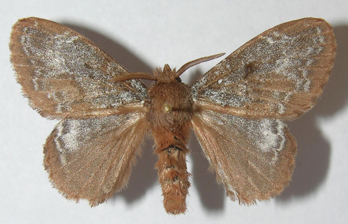 Figura 1. Adulto de <i>Euglyphis rundala</i> (Lasiocampidae), vista dorsal, localidad Estación Biológica Llanura Sector Rincón Rain Forest ACG (135m). Voucher: 11-SRNP-75546-DHJ553672.jpg.