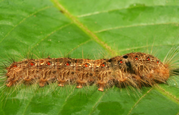 Figura 4. Larva <i>Euglyphis rundala</i> (Lasiocampidae), último estadío (U) vista lateral, localidad Medrano Estación Biológica Quica Sector Pitilla ACG (380m). Voucher: 13-SRNP-71301-DHJ702827.jpg.