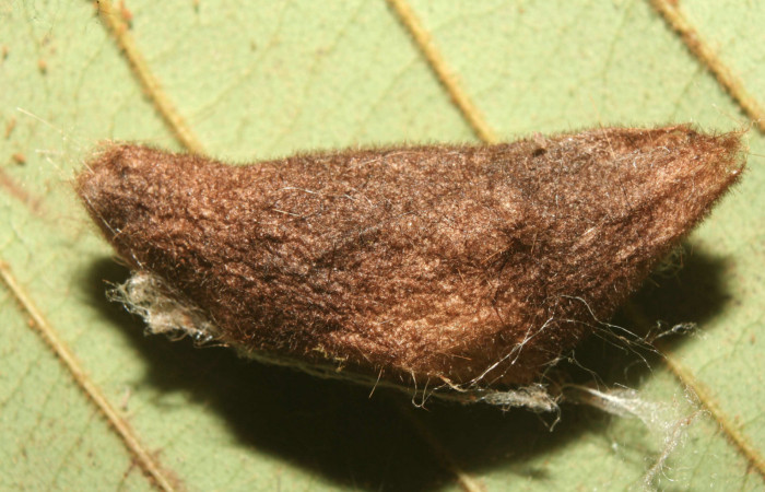 Figura 5. Capullo <i>Euglyphis rundala</i> (Lasiocampidae), vista lateral, localidad Medrano Estación Biológica Quica Sector Pitilla ACG (380m). Voucher: 13-SRNP-71302-DHJ702927.jpg.