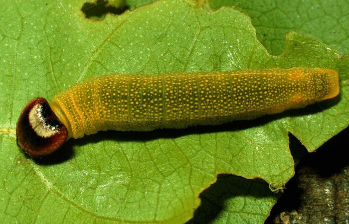 Figura 6. Dorsal entero <i>Hoodus pelopidas</i>, (Hesperiidae), en la planta <i>Combretum fruticosum</i> (Combretaceae). Sector Santa Rosa. Argelia, (elevación 675 metros). Colectada 20 julio 1993. (93-SRNP-3871-DHJ26517.jpg).