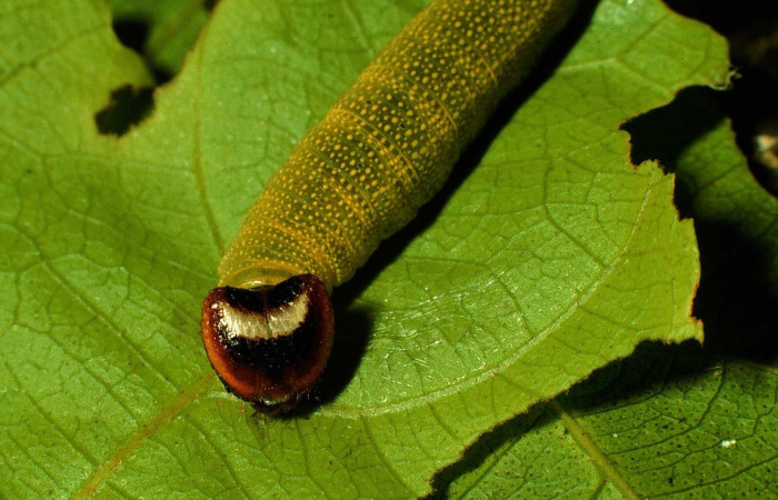 Figura 8. Cabeza <i>Hoodus pelopidas</i>, (Hesperiidae), en la planta <i>Combretum fruticosum</i> (Combretaceae). Sector Santa Rosa. Argelia, (elevación 675 metros). Colectada 20 julio 1993. (93-SRNP-3871-DHJ26519.jpg).