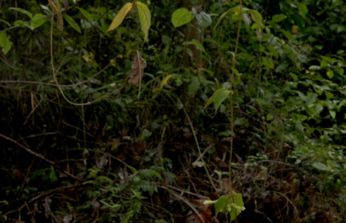 Fig. 01. Hábito de <i>Prestonia mexicana</i> (Apocynaceae), fotografía Calixto Moraga, 09 Abril 2024. Area Conservación Guanacaste, Estación Pitilla.