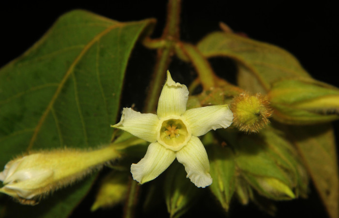 Fig. 02. Flor de <i>Prestonia mexicana</i> (Apocynaceae), fotografía Calixto Moraga, 09 Abril 2024, vista frontal. Area Conservación Guanacaste, Estación Pitilla.