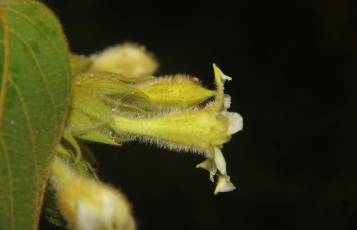 Fig. 03. Flor de <i>Prestonia mexicana</i> (Apocynaceae), fotografía Calixto Moraga, 09 Abril 2024, vista lateral. Area Conservación Guanacaste, Estación Pitilla.