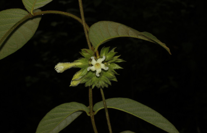 Fig. 04. Flor de <i>Prestonia mexicana</i> (Apocynaceae), fotografía Calixto Moraga, 19 Julio 2024, vista frontal. Area Conservación Guanacaste, Estación Pitilla.