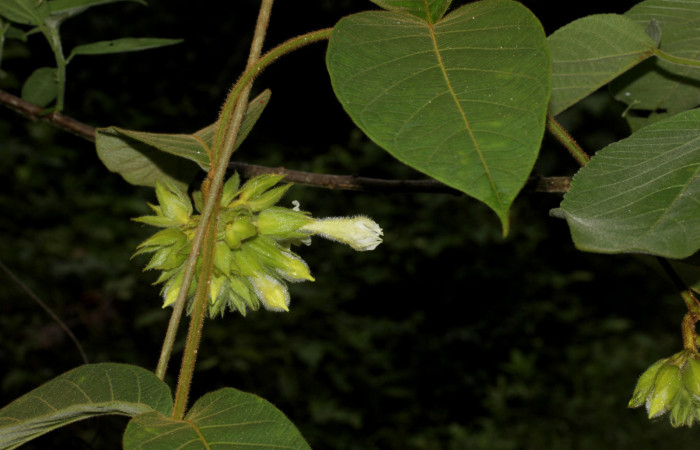 (Fig. 05). Botón floral de <i>Prestonia mexicana</i> (Apocynaceae), fotografía Calixto Moraga, 19 Julio 2024, vista lateral. Area Conservación Guanacaste, Estación Pitilla.