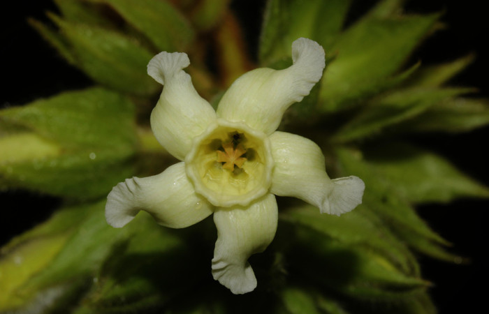 (Fig. 06). Flor de <i>Prestonia mexicana</i> (Apocynaceae), fotografía Calixto Moraga, 19 Julio 2024, vista frontal. Area Conservación Guanacaste, Estación Pitilla.