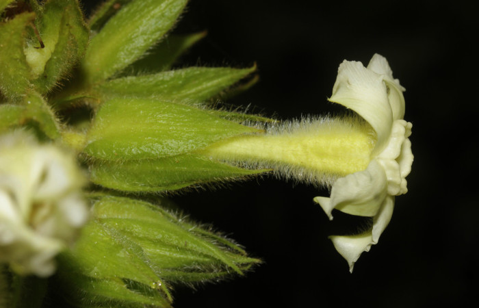 (Fig. 07). Flor de <i>Prestonia mexicana</i> (Apocynaceae), fotografía Calixto Moraga, 19 Julio 2024, vista lateral. Area Conservación Guanacaste, Estación Pitilla.