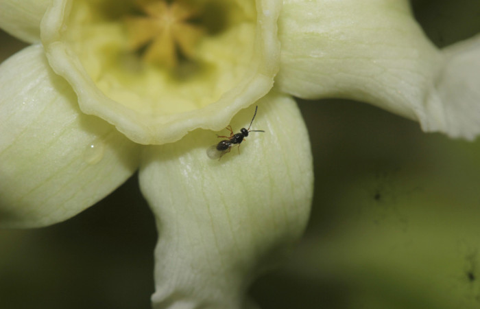 (Fig. 08). Flor de <i>Prestonia mexicana</i> (Apocynaceae), fotografía Calixto Moraga, 19 Julio 2024, vista frontal. Area Conservación Guanacaste, Estación Pitilla.