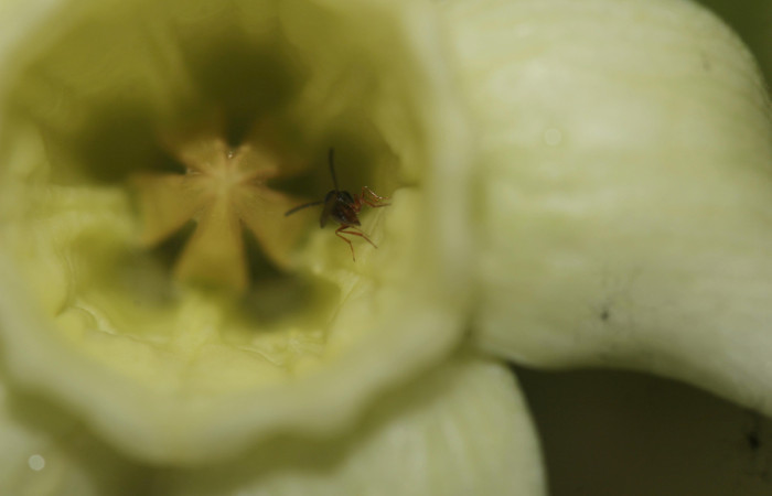 (Fig. 09). Flor de <i>Prestonia mexicana</i> (Apocynaceae), fotografía Calixto Moraga, 19 Julio 2024, vista frontal. Area Conservación Guanacaste, Estación Pitilla.