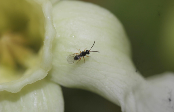 (Fig. 10). Avispa sale de Flor de <i>Prestonia mexicana</i> (Apocynaceae), fotografía Calixto Moraga, 19 Julio 2024, vista frontal. Area Conservación Guanacaste, Estación Pitilla.