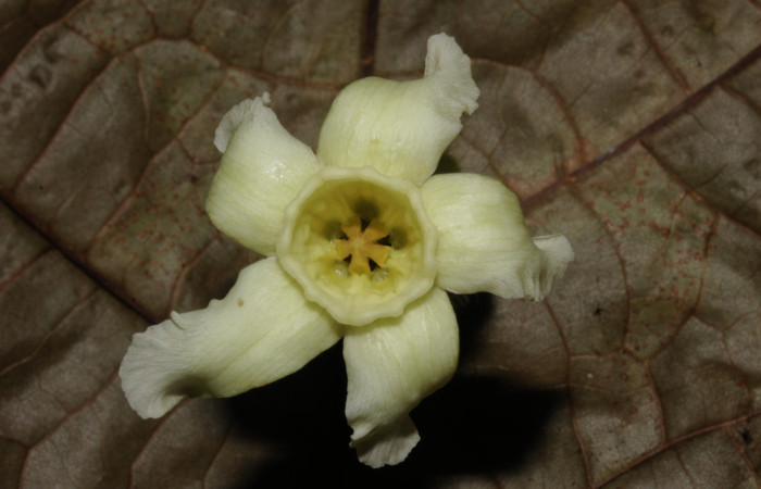 (Fig. 11). Flor de <i>Prestonia mexicana</i> (Apocynaceae), fotografía Calixto Moraga, 20 Julio 2024, vista frontal. Area Conservación Guanacaste, Estación Pitilla.