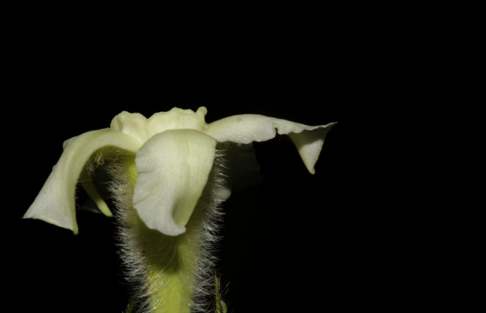 (Fig. 12). Flor de <i>Prestonia mexicana</i> (Apocynaceae), fotografía Calixto Moraga, 20 Julio 2024, vista lateral. Area Conservación Guanacaste, Estación Pitilla.