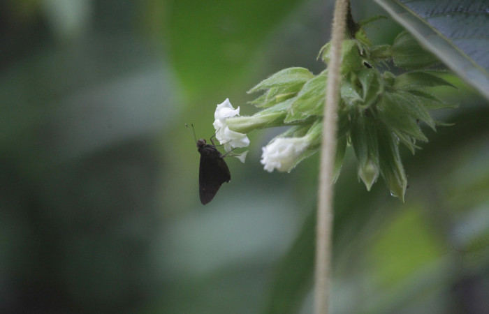 (Fig. 13). Flor de <i>Prestonia mexicana</i> (Apocynaceae), fotografía Calixto Moraga, 20 Julio 2024, vista lateral. Area Conservación Guanacaste, Estación Pitilla.