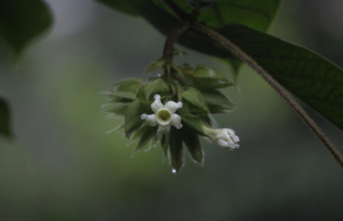 (Fig. 14). Flor de <i>Prestonia mexicana</i> (Apocynaceae), fotografía Calixto Moraga, 20 Julio 2024, vista frontal. Area Conservación Guanacaste, Estación Pitilla.