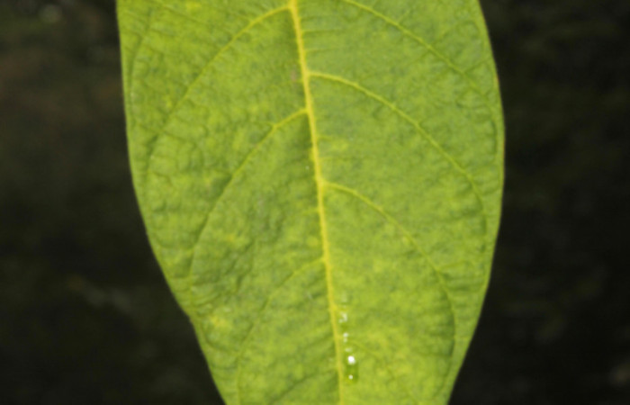 (Fig. 15). Haz de hoja de <i>Prestonia mexicana</i> (Apocynaceae), fotografía Calixto Moraga, 09 Abril 2024. Area Conservación Guanacaste, Estación Pitilla.