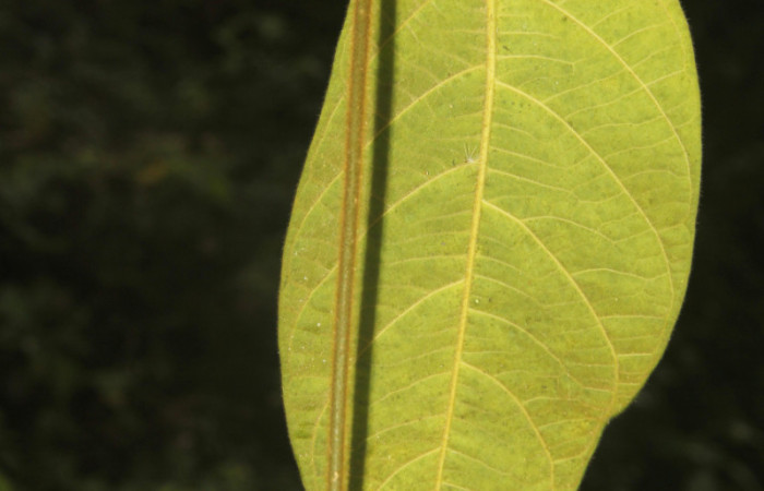 (Fig. 16). Enves de hoja de <i>Prestonia mexicana</i> (Apocynaceae), fotografía Calixto Moraga, 09 Abril 2024. Area Conservación Guanacaste, Estación Pitilla.