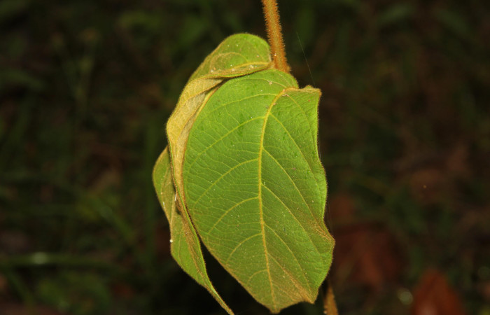 (Fig. 17). Posición de hojas de <i>Prestonia mexicana</i> (Apocynaceae), fotografía Calixto Moraga, 09 Abril 2024. Area Conservación Guanacaste, Estación Pitilla.