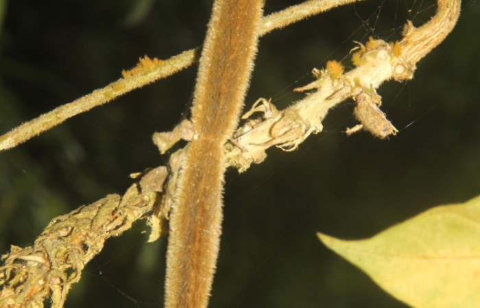 (Fig. 18). Frutos de <i>Prestonia mexicana</i> (Apocynaceae), fotografía Calixto Moraga, 09 Abril 2024. Area Conservación Guanacaste, Estación Pitilla.