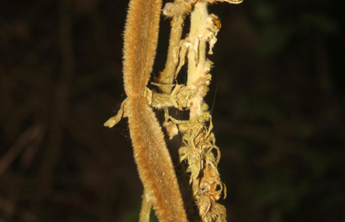 (Fig. 19). Frutos de <i>Prestonia mexicana</i> (Apocynaceae), fotografía Calixto Moraga, 09 Abril 2024. Area Conservación Guanacaste, Estación Pitilla.