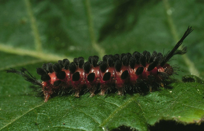 (Fig.20) Larva de Arctiinae, <i>Poliopastea clavipes</i>, que se alimenta de hojas de <i>Prestonia mexica</i>.Vista lateral, último estadío, 24mm longitud. Voucher: 01-SRNP-15668-DHJ63858.jpg.