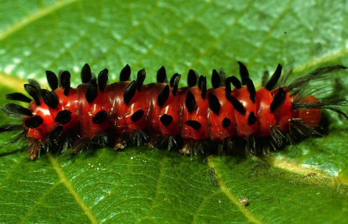 (Fig.21) Larva de Arctiinae, <i>Poliopastea clavipes</i>, que se alimenta de hojas de <i>Prestonia mexica</i>. Vista lateral, último estadío, 24mm longitud. Voucher: 95-SRNP-4693.1-DHJ23440.jpg.