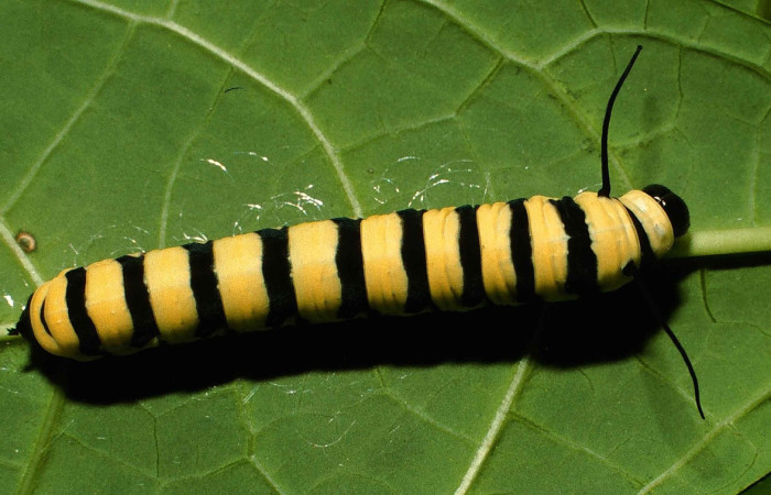 (Fig.22) Larva de Nymphalidae, <i>Lycorea atergatis</i>, que se alimenta de hojas de <i>Prestonia mexica</i>. Vista dorsal, último estadío, 30mm longitud. Voucher: 99-SRNP-5616-DHJ51241.jpg.