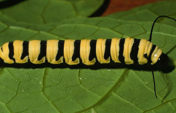 (Fig.23) Larva de Nymphalidae, <i>Lycorea atergatis</i>, que se alimenta de hojas de <i>Prestonia mexica</i>. Vista lateral, último estadío, 30mm longitud. Voucher: 99-SRNP-5616-DHJ51243.jpg.
