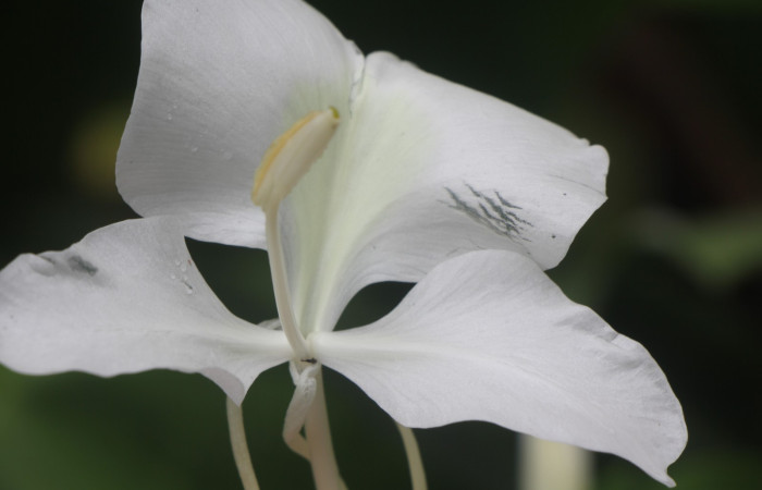 Figura. 10 Pistilo de flor, <i>Hedychium coronarium</i>, (Zingiberaceae). Area de Conservación Guanacaste, Sector Rincón  Rain Forest, Estación Biológica Leiva. Selva, (elevación 410 metros), colectada el 21 de setiembre 2024. Foto, Jorge Hernández.