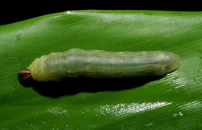 Figura. 11 Larva <i>Cynea diluta</i>, (Hesperiidae), posición dorsal entero  alimentándose en <i>Hedychium coronarium</i>, (Zingeberaceae). (10) 14-SRNP-42744-DHJ708948.jpg).