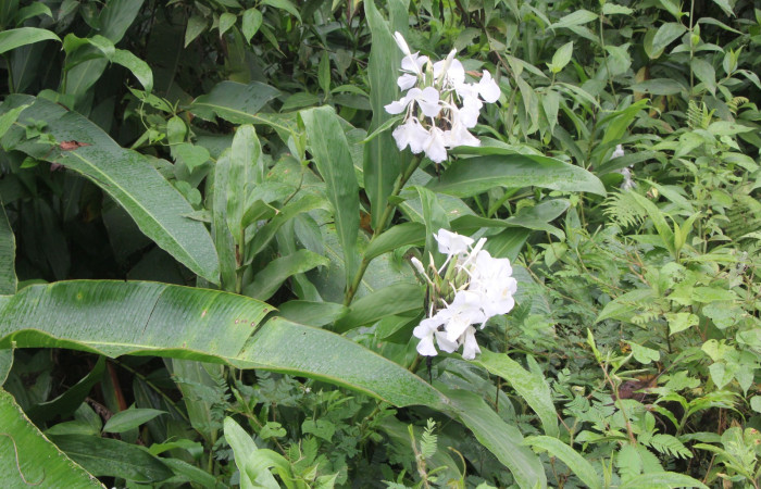Figura. 1 Habitad, <i>Hedychium coronarium</i>, (Zingiberaceae). Area de Conservación Guanacaste, Sector Rincón  Rain Forest, Estación Biológica Leiva. Selva, (elevación 410 metros), colectada el 21 de setiembre 2024. Foto, Jorge Hernández.