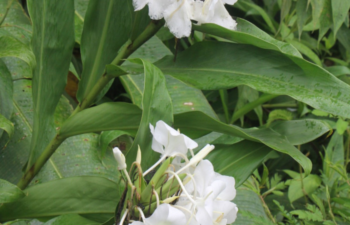 Figura. 2 Habitad, <i>Hedychium coronarium</i>, (Zingiberaceae). Area de Conservación Guanacaste, Sector Rincón  Rain Forest, Estación Biológica Leiva. Selva, (elevación 410 metros), colectada el 21 de setiembre 2024. Foto, Jorge Hernández.