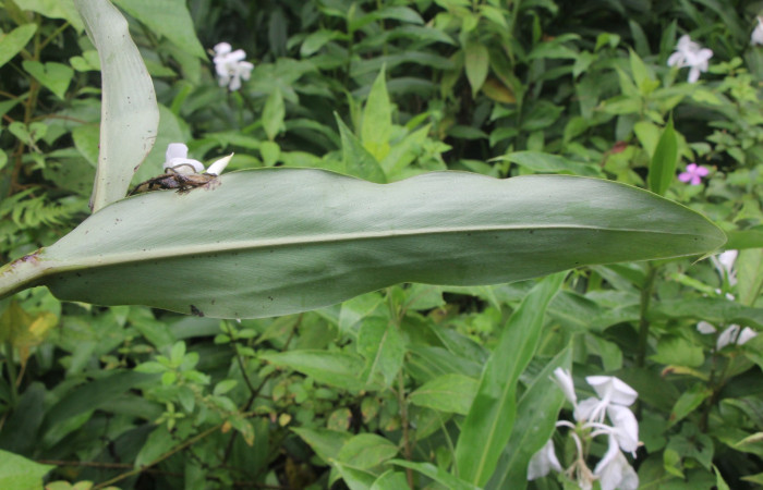 Figura. 3 Hojas envés, <i>Hedychium coronarium</i>, (Zingiberaceae). Area de Conservación Guanacaste, Sector Rincón  Rain Forest, Estación Biológica Leiva. Selva, (elevación 410 metros), colectada el 21 de setiembre 2024. Foto, Jorge Hernández.